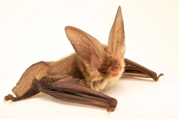 Brown long-eared bat - Bats, Bat, Wild animals, Moscow Zoo, The photo