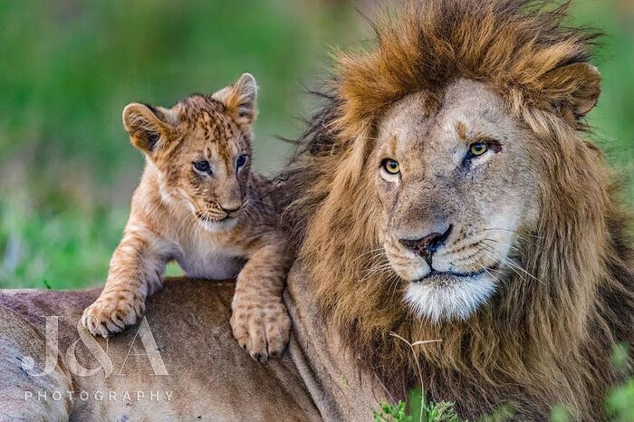 Let `s play! - Lion cubs, a lion, Big cats, Cat family, Predatory animals, Wild animals, wildlife, Reserves and sanctuaries, Masai Mara, Africa, The photo