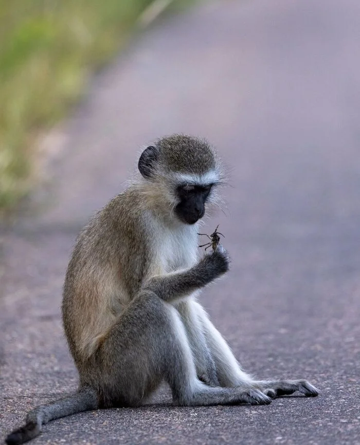 Yummy? - Primates, Vervetka, Monkey, Wild animals, wildlife, Kruger National Park, South Africa, The photo, Insects, Mining