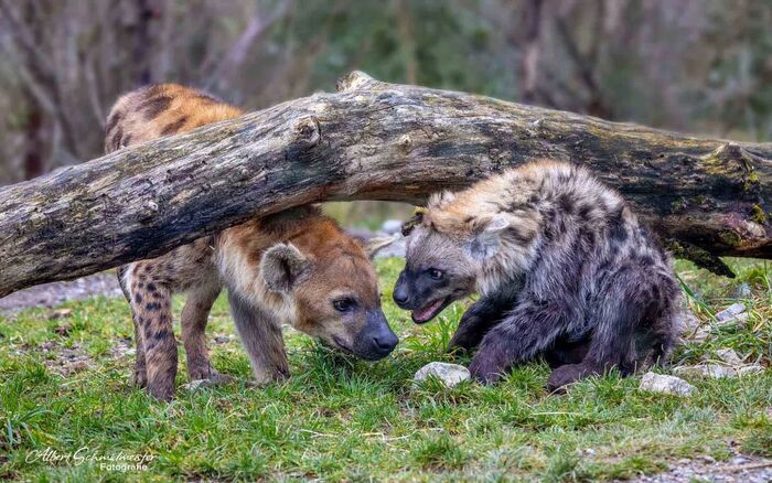 Mom is patient and knows how to listen - Hyena, Spotted Hyena, Young, Predatory animals, Wild animals, Zoo, The photo