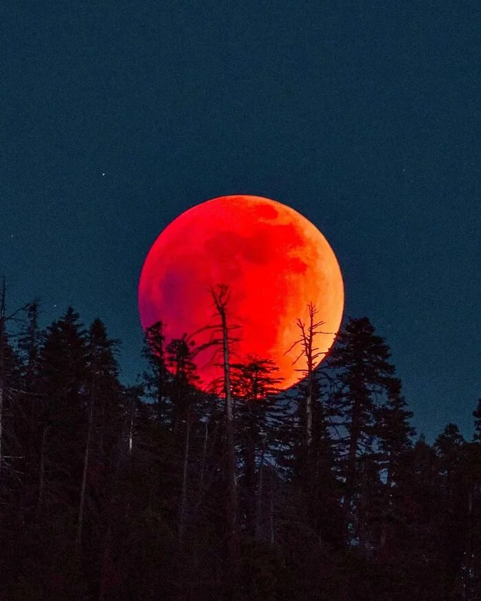 Red Moon - Full moon, moon, Night shooting, wildlife, National park, Yosemite Park, North America, The photo