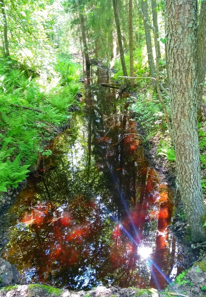 A river in the forest near Vyborg. Something from Stephen King... - My, The photo, Emotions, Nature, Russia, River