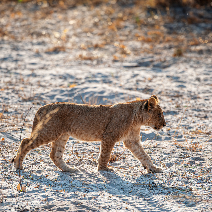 The lion cub :) Nikon, ,   ,  , , , ,  , ,  ,  ,  ,  ,  , 