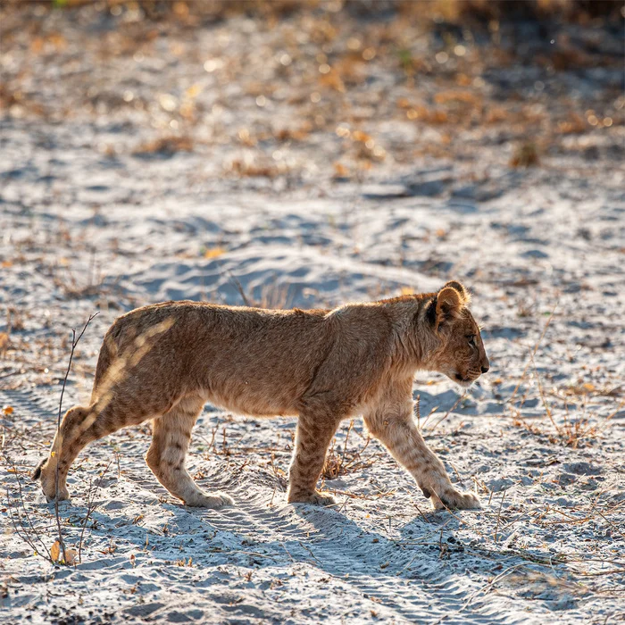 The lion cub :) - My, Nikon, The photo, Reserves and sanctuaries, National park, Botswana, Africa, a lion, South Africa, Lion cubs, wildlife, Big cats, Cat family, Predatory animals, Wild animals, Chobe