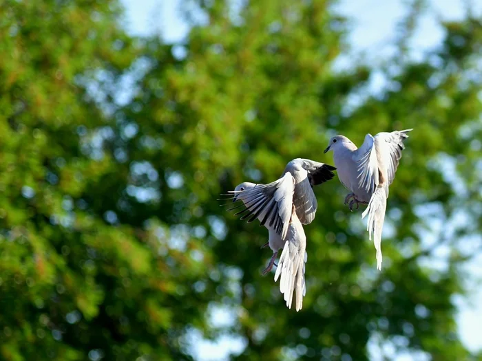 Post title - My, Heading, Pigeon, Birds, Seagulls, Sparrow, The photo, Nikon d850