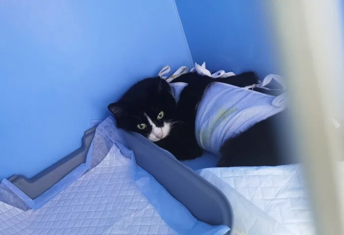 Vanessa the cat was shown the door... - In good hands, Kittens, Fluffy, Pets, The rescue, Overexposure, Moscow, Moscow 24, cat, Pet the cat, Vertical video, Video VK, Cat lovers, Crazy Cat Girl, Video blog, Video, Longpost