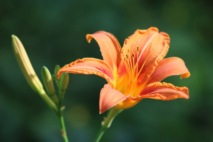 И лилейник.