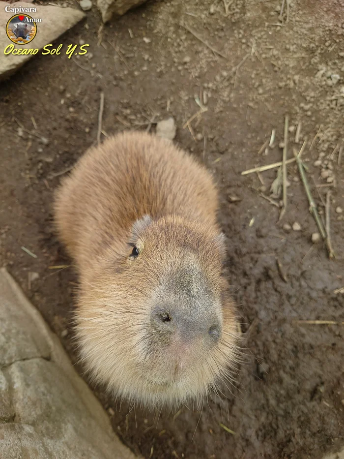 Fluffy cheeks :3 - Wild animals, Zoo, Capybara, Rodents, Nose, The photo