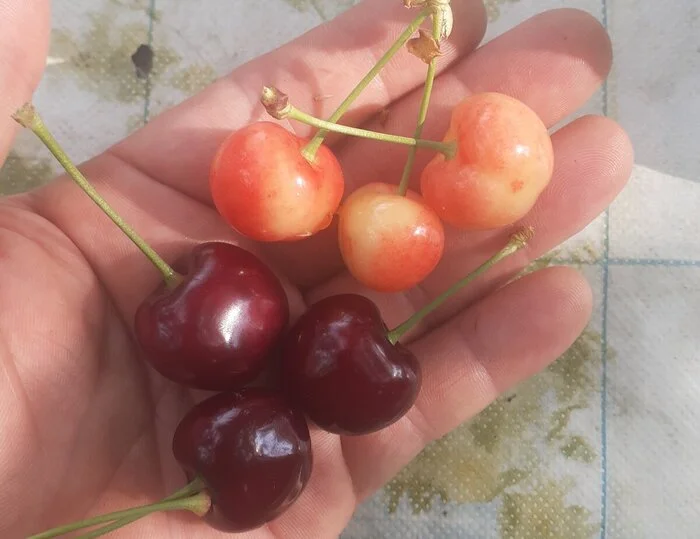 How to help cherries - how to protect them from pests and birds - Gardening, Agronomist, Cherries, Telegram (link), Longpost, Dacha, Garden, Garden