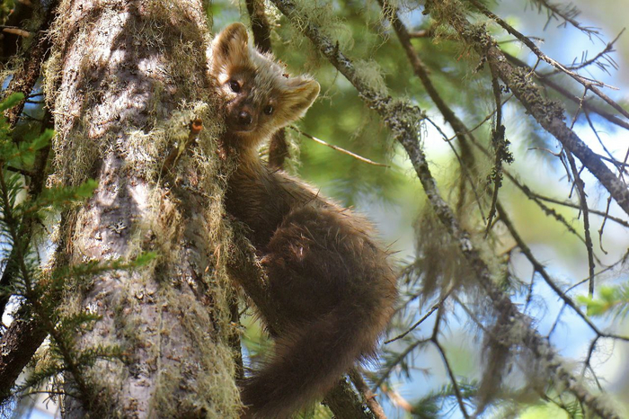     <a href="https://pikabu.ru/story/prekrasnyiy_sobol_11474785?u=https%3A%2F%2Fru.wikipedia.org%2Fwiki%2F%25D0%25A1%25D0%25BE%25D0%25B1%25D0%25BE%25D0%25BB%25D1%258C&t=%D1%81%D0%BE%D0%B1%D0%BE%D0%BB%D1%8C&h=bade9bb95ea235b34b6396ae859228e3046bc3b0" title="https://ru.wikipedia.org/wiki/%D0%A1%D0%BE%D0%B1%D0%BE%D0%BB%D1%8C" target="_blank" rel="nofollow noopener"></a>