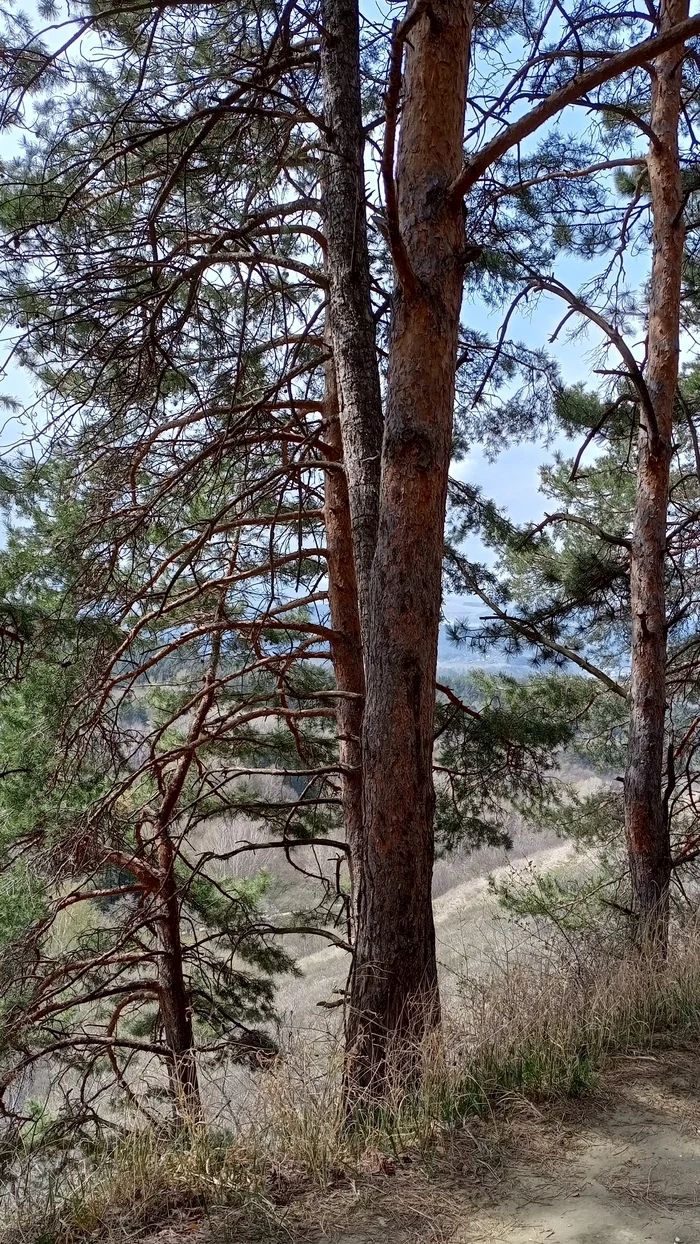 Pines - My, Pine, Tree, Nature, The nature of Russia, The photo
