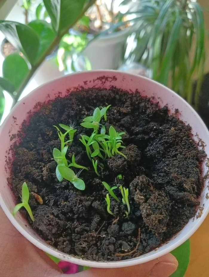 And my pitahayas have sprouted! - My, Pitahaya, Flower pot, Plants, Cactus, Sprout, Longpost