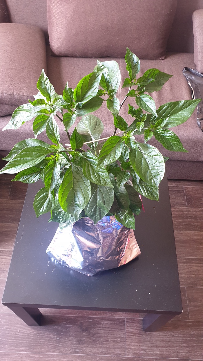 Хабанеро блэк