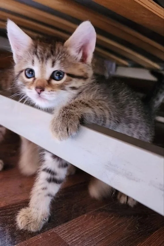 A cat and two kittens in good hands - My, In good hands, Overexposure, cat, Kittens, Longpost, Ulyanovsk