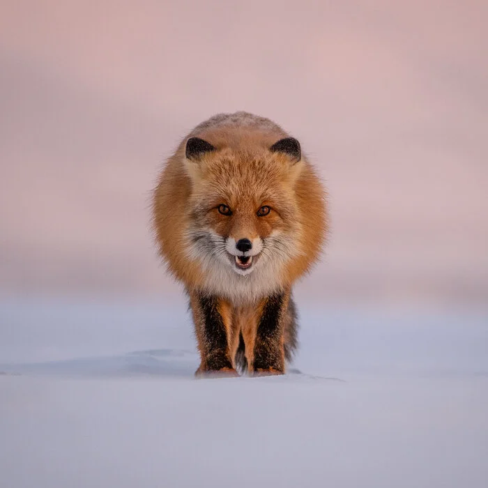 Red beast) - Fox, Animals, The photo, Nature, Landscape, Snow, The rocks, Redheads, Longpost