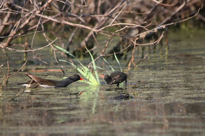 Swamp chicken - Moorhen, Waterfowl, Birds, National park, The photo, Shushensky Bor, Krasnoyarsk region, Red Book, wildlife, Wild animals, Informative, Telegram (link)