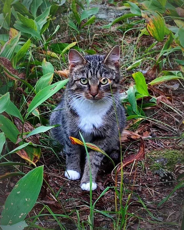 Cat in a monocle) - My, The photo, cat, Fluffy, Nature, Paws, Lucky moment