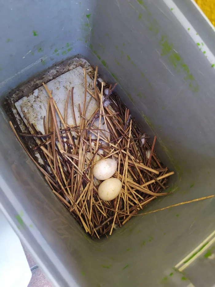 Nest on the balcony - My, Pigeon, Balcony, Nest, Longpost, Video