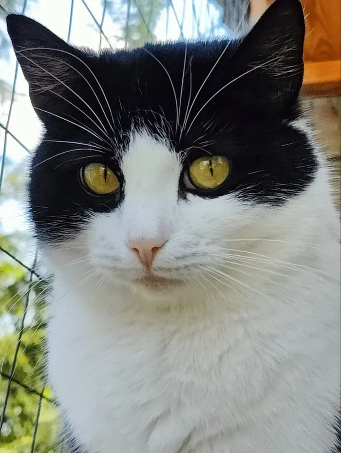 Hello everyone from Catnip for rescued cats. Thunderstorm, rain, lawnmower - no reason to leave it - My, Dacha, Vertical video, cat, Animal Rescue, Helping animals, Video, Longpost, Reply to post, Tosno