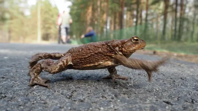 In St. Petersburg, volunteers moved more than 17.5 thousand toads across the road - Frogs, Animals, Helping animals, Milota, The rescue, Care, Friend, Telegram (link)