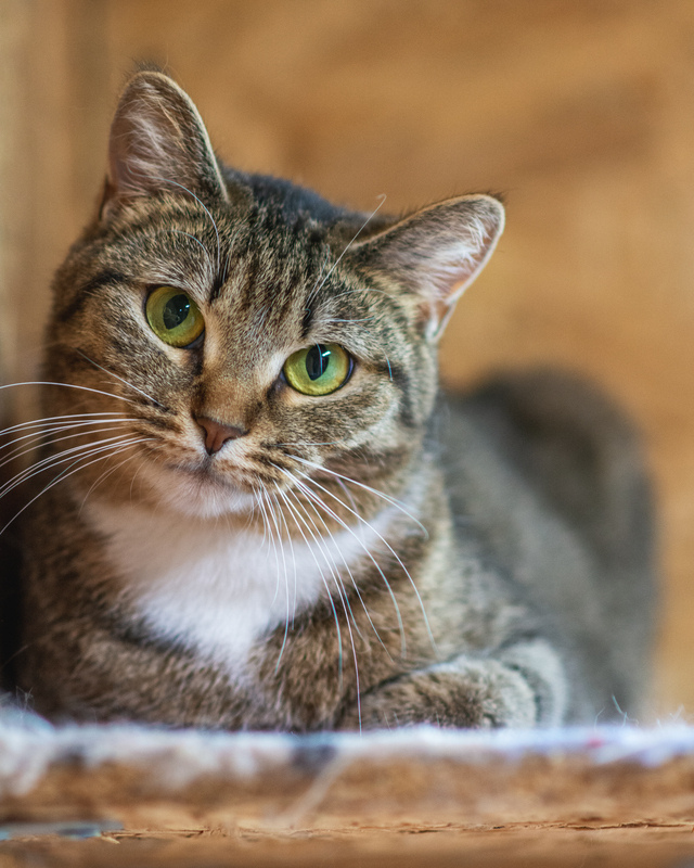 Affectionate cat with golden eyes in good hands - cat, In good hands, Fluffy, Cat lovers, Shelter, Homeless animals, Overexposure, Tricolor cat, Kittens, No rating, Longpost