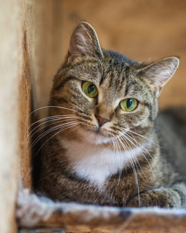 Affectionate cat with golden eyes in good hands - cat, In good hands, Fluffy, Cat lovers, Shelter, Homeless animals, Overexposure, Tricolor cat, Kittens, No rating, Longpost