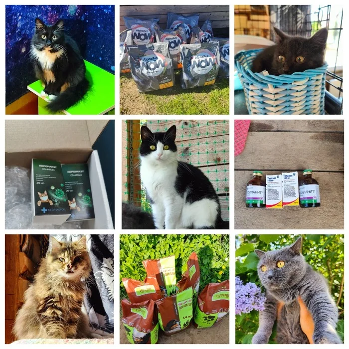 I'm spending your donations. 11.05 - 03.06.24. Medicines, consumables, tests, food, sterilization of cats (20). 13 tails found at home - My, Animal Rescue, Helping animals, Veterinary, cat, Charity, Report, Donates to Peekaboo, Longpost