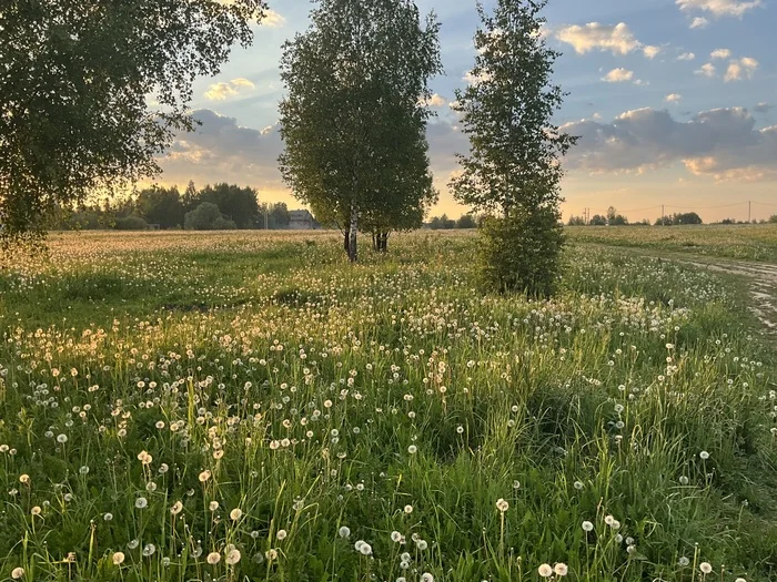 Одуванчиковое поле - Моё, Фотография, Вечер, Природа, Поле, Лето, Нахабино, Московская область, Длиннопост