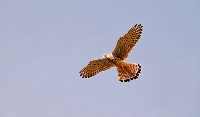 Kestrel (order falconidae) - My, The photo, Netherlands (Holland), Nature, Birds, Predator birds