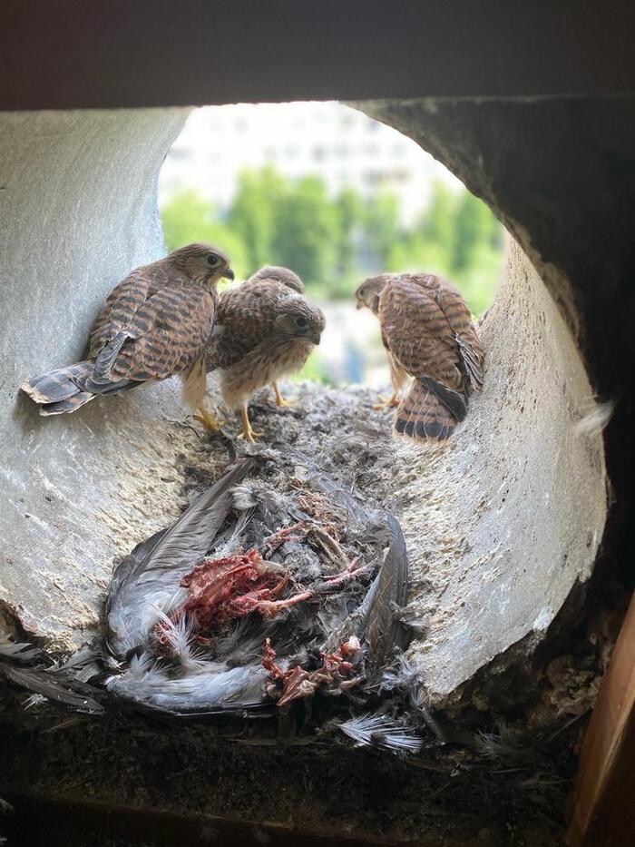 baby kestrels - My, Predator birds, Kestrel, Attic, Pigeon, The photo