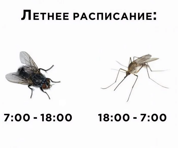 Season is open - Humor, Picture with text, Муха, Mosquitoes, Repeat