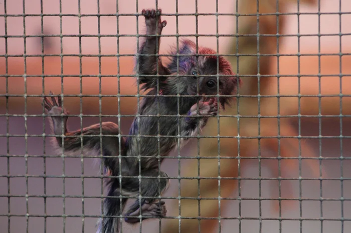 baby marmoset - My, Monkey, Dwarf marmoset, Young