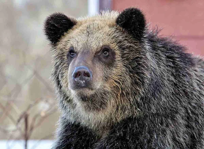 Misterious story - The Bears, Hokkaido, Japan, Incident, Death, Negative, Women, Wild animals, Oddities