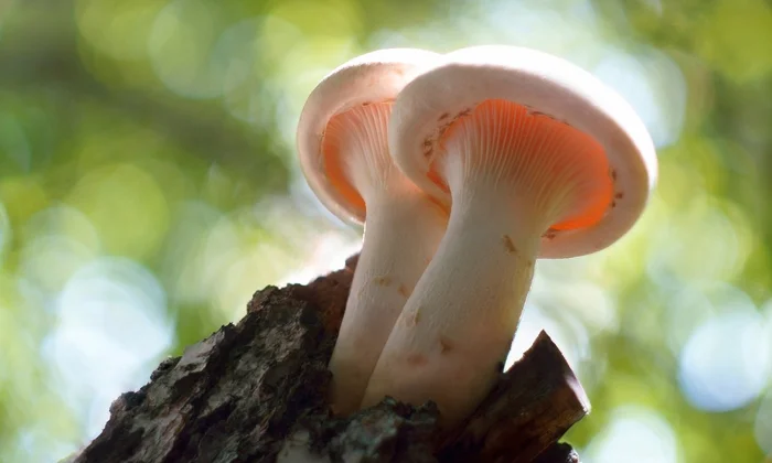 Oyster mushrooms - Oyster mushroom, Mushrooms, Esculent, The photo, Western Siberia