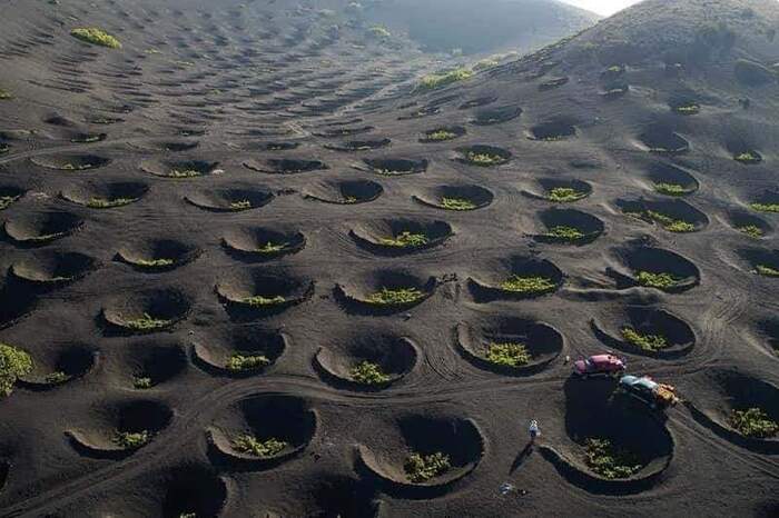 Alien landscape - Grape, Canary Islands