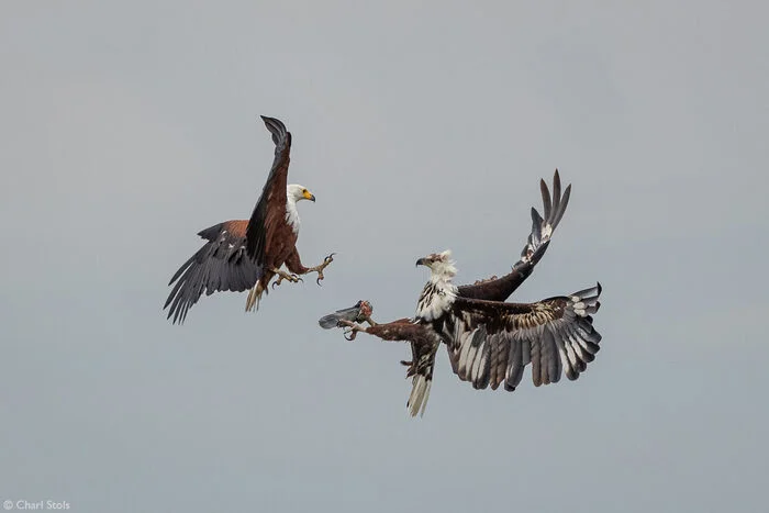 Adult and young screaming eagles fight for prey - Eagle, Hawk, Birds, Predator birds, Wild animals, wildlife, National park, South Africa, The photo, Mining