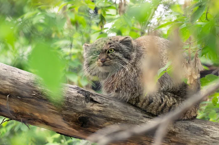 Summer Pallas's cat in Novosibirsk - Wild animals, Predatory animals, Cat family, Small cats, Longpost, Pallas' cat, Novosibirsk Zoo, Zoo, Nikon, The photo, Fluffy, My