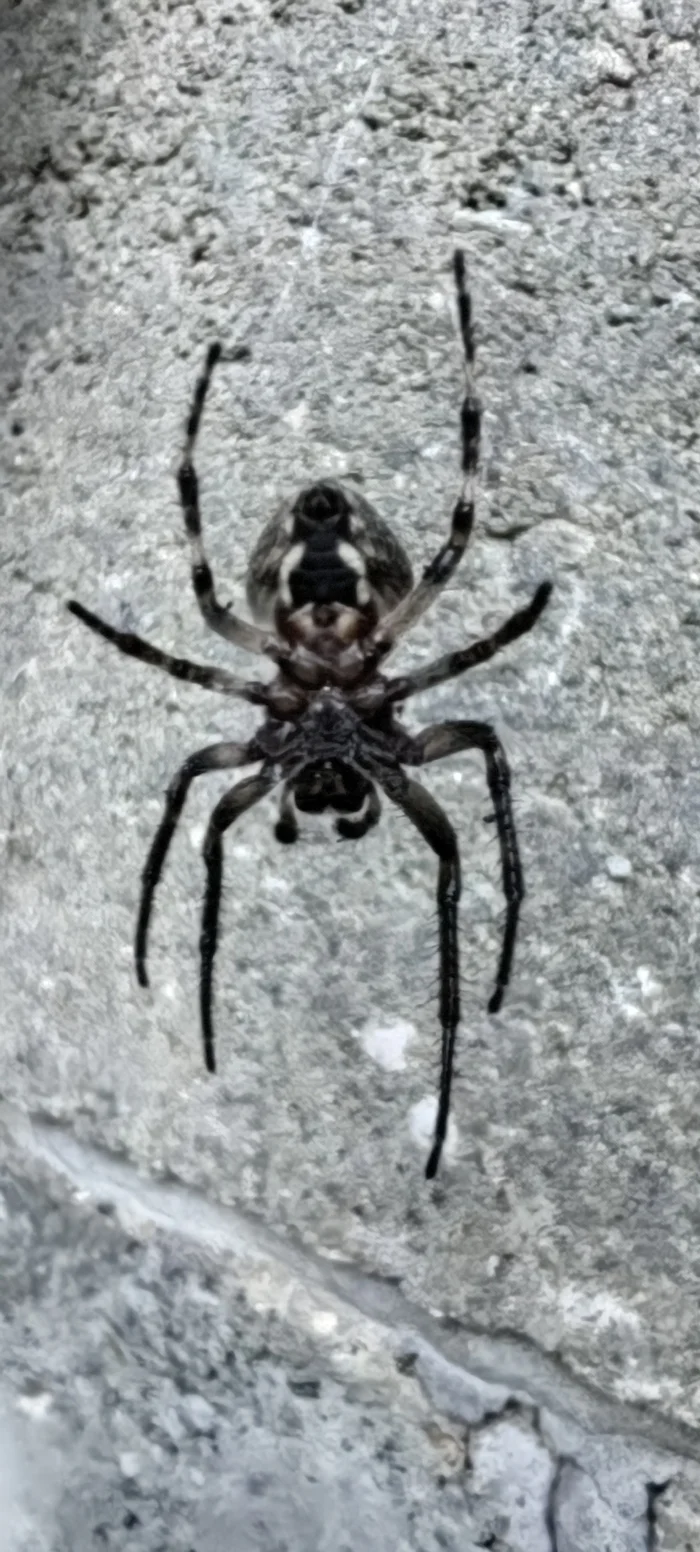 Help identify - My, Spider, Identification, Longpost, Question