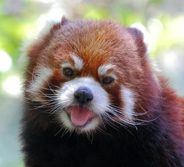 Tongue - Red panda, Predatory animals, Wild animals, Zoo, Language, The photo, Longpost