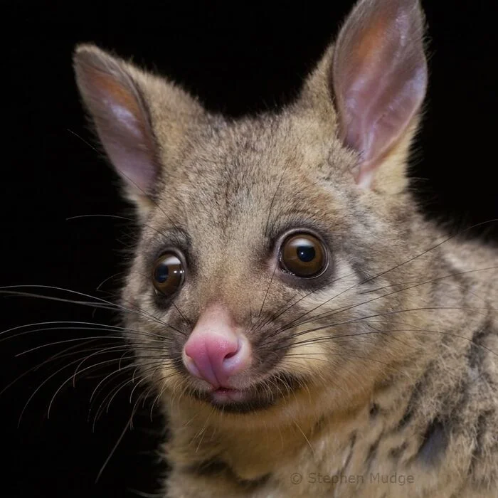 Fox body - Fox Kuzu, Possum, Couscous, Marsupials, Wild animals, wildlife, Australia, The photo