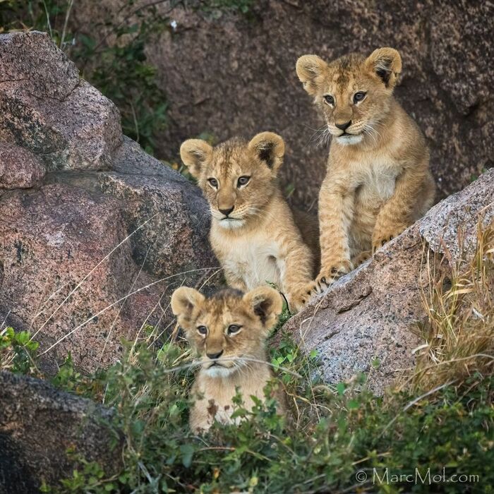 When will mom come back? - Lion cubs, a lion, Big cats, Cat family, Predatory animals, Wild animals, wildlife, National park, Serengeti, Africa, The photo