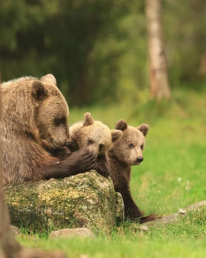 Family - The Bears, Brown bears, Teddy bears, Predatory animals, Wild animals, wildlife, Reserves and sanctuaries, Finland, The photo