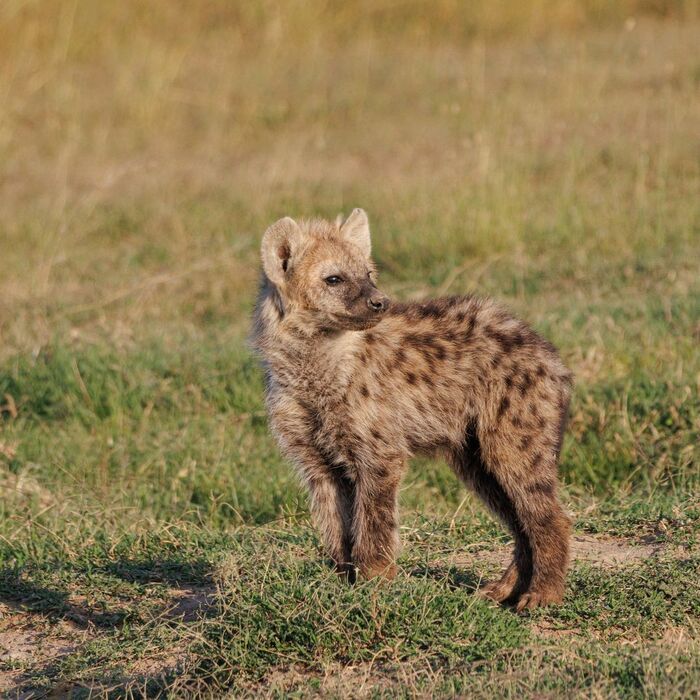 Young spotted hyena - Young, Hyena, Spotted Hyena, Predatory animals, Wild animals, wildlife, Reserves and sanctuaries, Africa, The photo