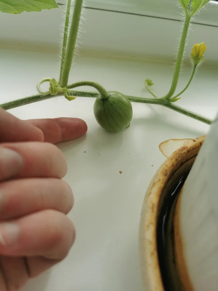 What I grow on the windowsill near the Arctic Circle. Part 2 (watermelons) - My, Watermelon, Winter, Summer, Vegetable garden on the windowsill, Far North, Yamal, cat, Arctic Circle, Longpost