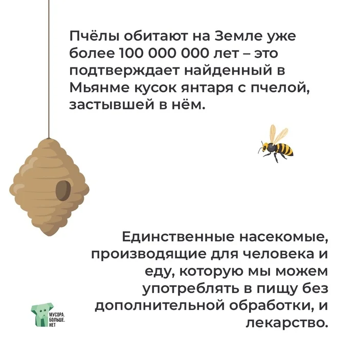 Interesting facts about bees - My, Ecology, Garbage, Nature, Bees, Beekeeping, Honey, Mbn, Animal protection, Insects, Field, Wildflowers, The nature of Russia, Bloom, Longpost