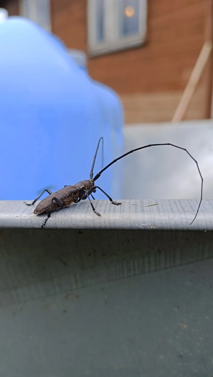 From the barbershop - My, Жуки, Insects, Усы, Zhuk-Usach, Longpost