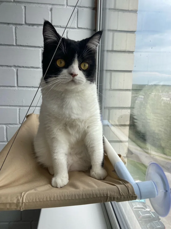 This unusual cat really needs a better family! - My, Shelter, Animal Rescue, Charity, Homeless animals, cat, In good hands, Cat lovers, Overexposure, Longpost