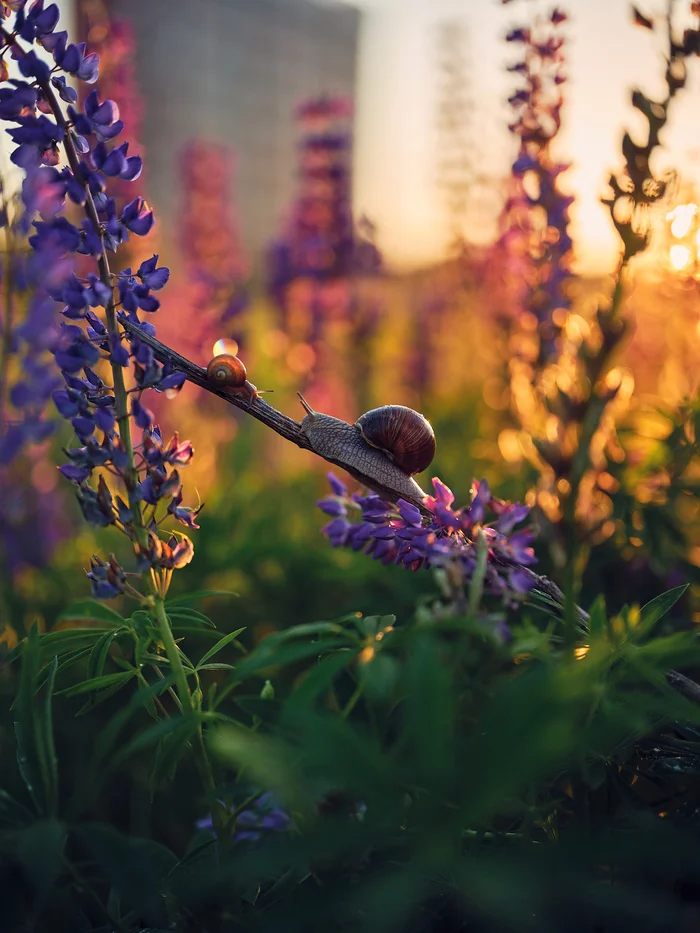 Prodigal son - My, The photo, Nature, Sunset, Evening, Snail, Grape snail, Macro photography, Medium format, Longpost