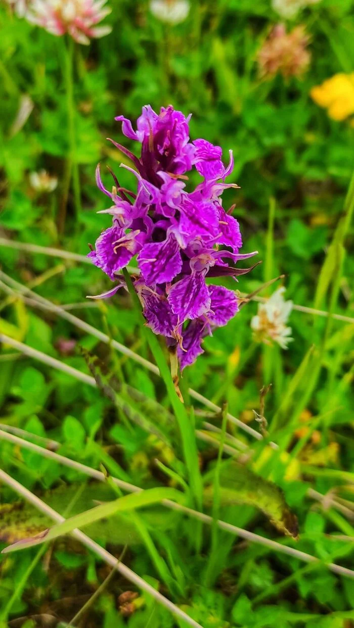 D'Urville's fingerroot - Nature, Краснодарский Край, The mountains, Red Book, Republic of Adygea, Longpost