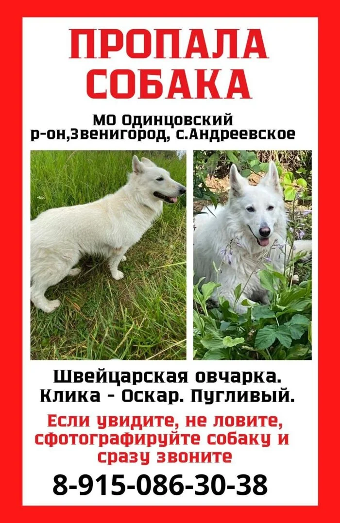 The dog is missing - Lost, Dog lovers, The dog is missing, Dog, White swiss shepherd, No rating, Search, Search for animals, Moscow region, Help me find, Longpost